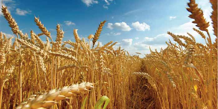 La production de blé attendue à un niveau record à l’échelle mondiale ble