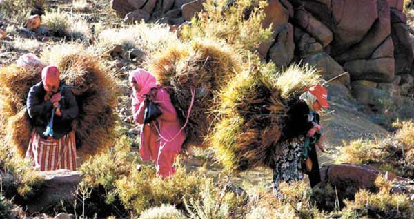 La population nomade au Maroc en fort recul 10283424-16795835