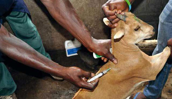 Débarrasser le monde de la peste des petits ruminants