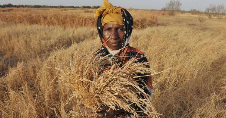 L&rsquo;Afrique subsaharienne accuse la prévalence la plus élevée de sous-alimentation dans le monde, selon la FAO
