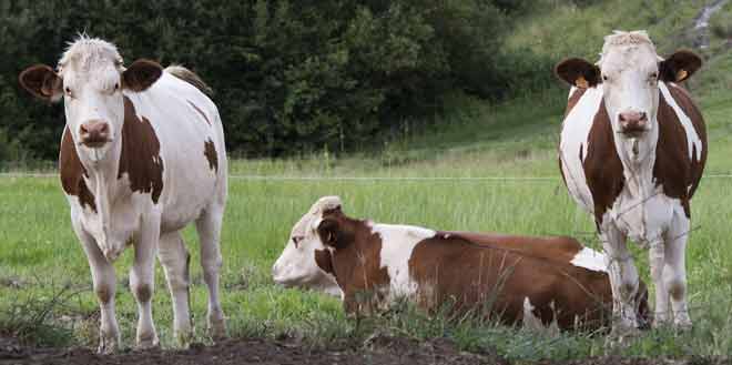 La finance carbone s’ouvre au secteur laitier
