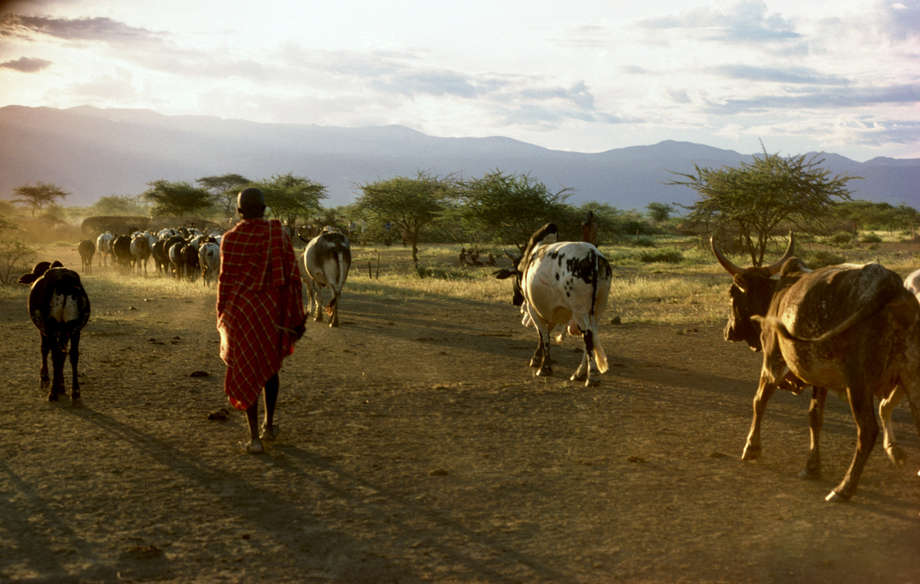 Le style de vie nomade sous les projecteurs de la FAO