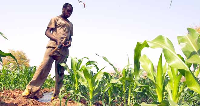 Des technologies de l&rsquo;information pour les petits agriculteurs familiaux