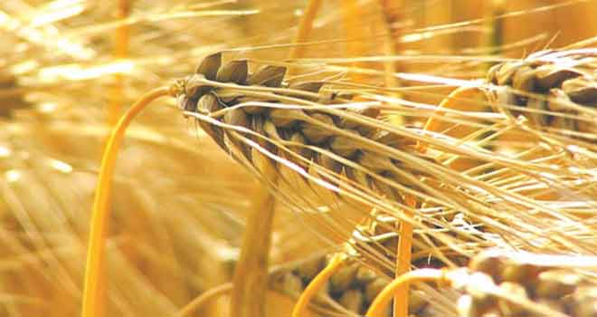 Léger rebond des prix mondiaux des produits alimentaires en septembre