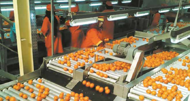 Maroc: Bon comportement des exportations du secteur agricole à fin novembre 19179064-23164389