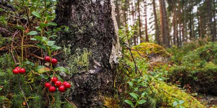 Les 7 secrets que les forêts vous cachent
