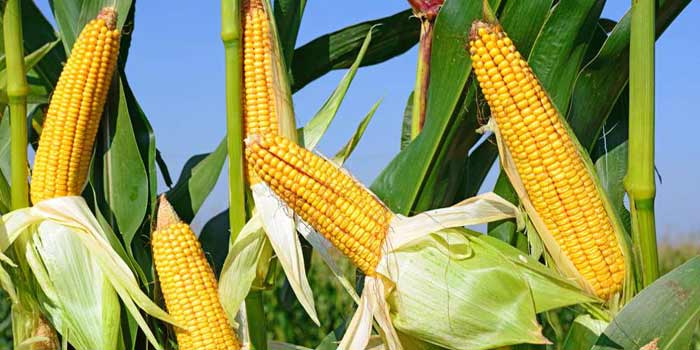 Recul des prix des produits alimentaires en septembre à l’échelle mondiale