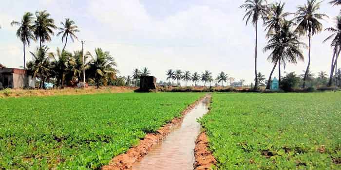 L’expansion des superficies irriguées stimulerait la productivité agricole en Afrique