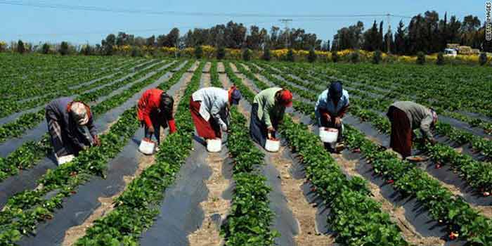 Changements climatiques: Soutien du FIDA au Sénégal en vue de promouvoir une agriculture et un entrepreneuriat rural résilients
