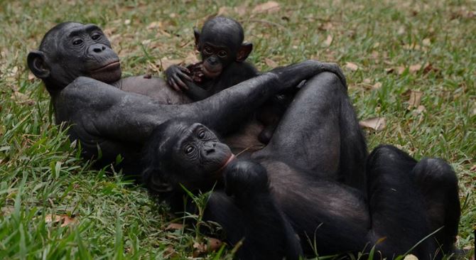 Famille de bonobos2