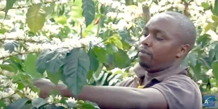 Kenya: un nouveau plan pour booster le secteur agricole Kenya: un nouveau plan pour booster le secteur agricole