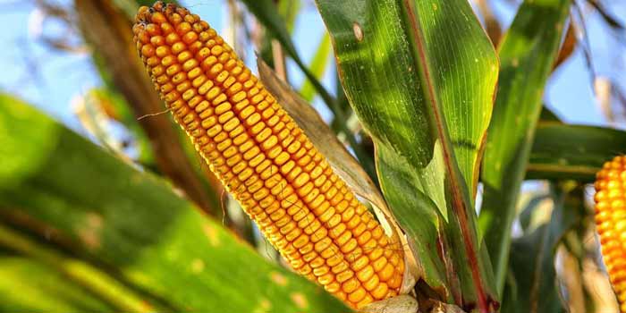 Les prix mondiaux des produits alimentaires en hausse pour le cinquième mois d&rsquo;affilée