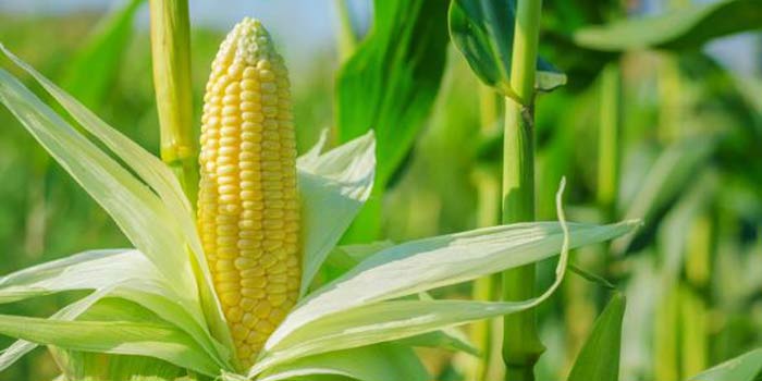 La FAO annonce des perspectives médiocres pour le maïs La FAO annonce des perspectives médiocres pour le maïs