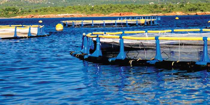 Le potentiel de la génétique dans l’aquaculture améliorerait la sécurité alimentaire