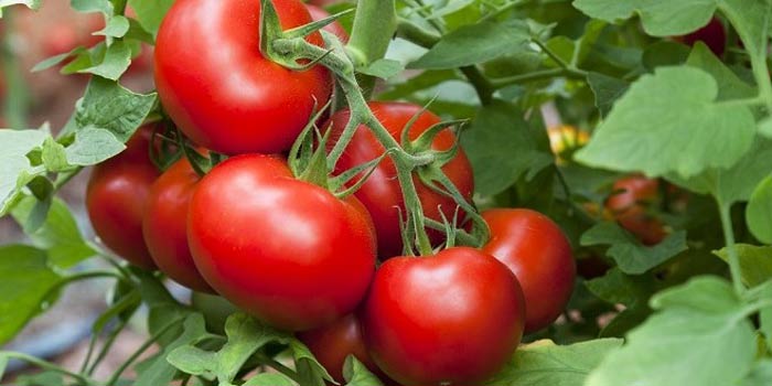 La tomate marocaine s’exporte bien vers l’Union Européenne