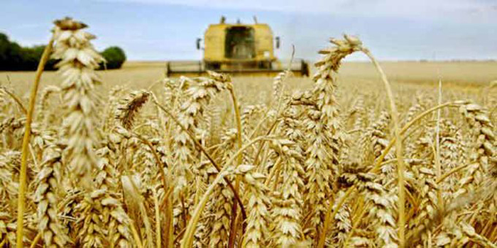 La production céréalière en forte baisse (Maroc) ble2