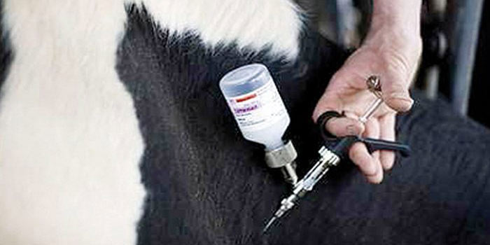 Fièvre aphteuse : vaccination de plus de 19,6  millions de têtes d’ovins et caprins et 1,37 millions de têtes de bovins