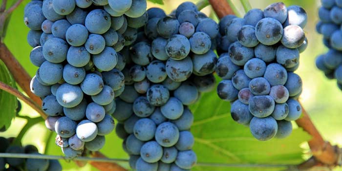Accroissement de la production globale en raisin au titre de la campagne 2017-2018 (Maroc) raisins