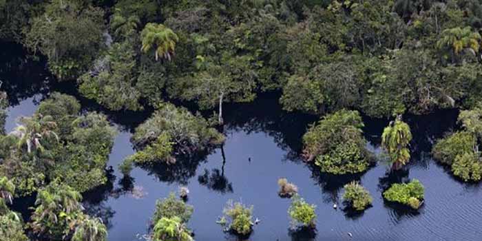 Un projet pétrolier en République du Congo obtenu par un magnat « présentant un risque de corruption » menace les tourbières forestières cruciales pour le climat