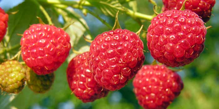 Accord: le marché américain s'ouvre pour la première fois à la framboise marocaine Accord: le marché américain s'ouvre pour la première fois à la framboise marocaine
