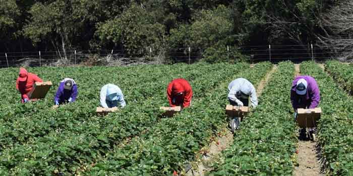 La femme marocaine marginalisée sur le marché du travail La-femme-marocaine-marginalisee-sur-le-marche-du-travail