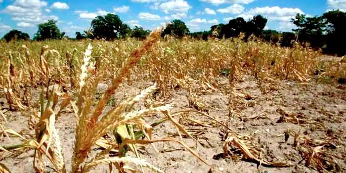 Les pertes causées par les aléas naturels à l’ agriculture continuent de grimper en flèche
