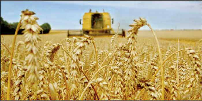 Maroc. Dame nature creuse les sillons d’ une bonne année agricole ble