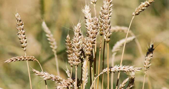 Les marchés mondiaux des céréales s’orientent vers une production record plantation de ble