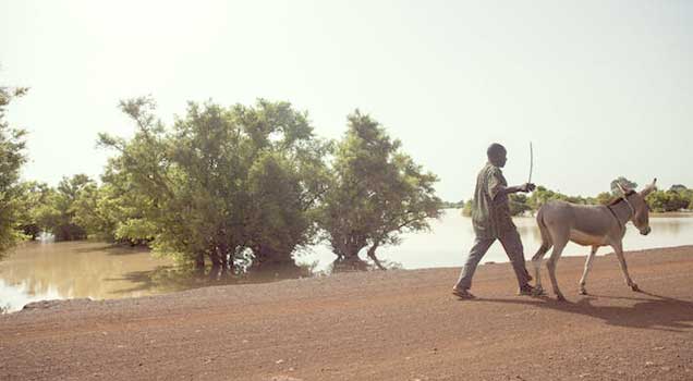 Sept milliards d’arbres hors forêt ont été recensés pour la première fois en Afrique grâce aux données d’une nouvelle enquête