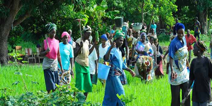 La SFI et la Banque africaine de développement lancent un programme d’aide aux exploitantes agricoles de la Côte d’Ivoire women-farmer-cote-d_ivoire