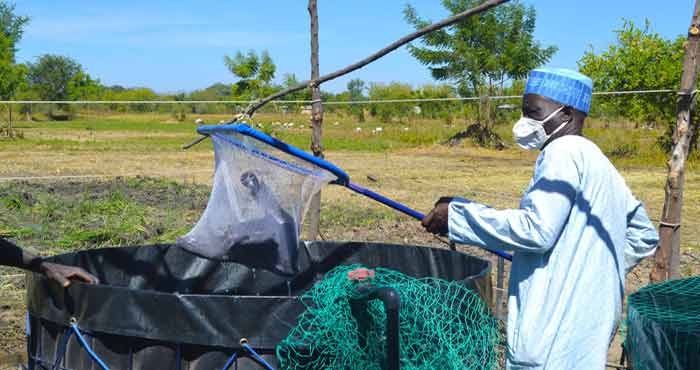 Exploiter le potentiel de l’aquaculture au Cameroun