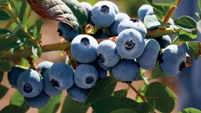 Maroc. Les produits alimentaires agricoles et maritimes ont la cote à l’export fruits rouges