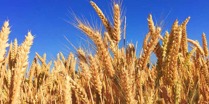 La BAD veut stimuler la production de blé en Afrique