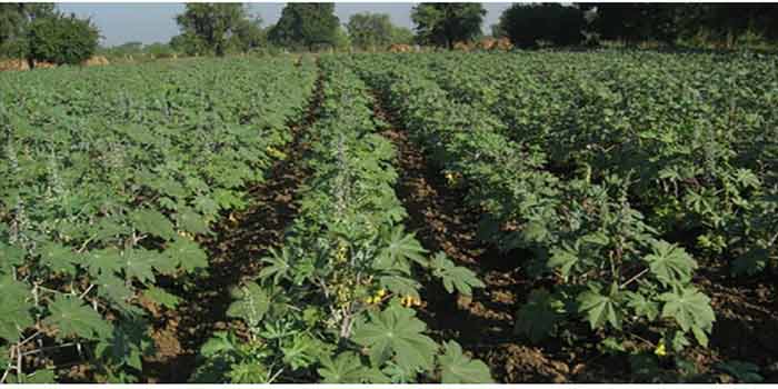 Congo Brazzaville. La culture du ricin va t-elle tuer la relance de l&rsquo;agriculture ?