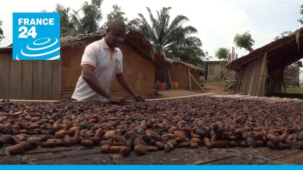 La Côte d’Ivoire et le Ghana à la rescousse des planteurs de cacao