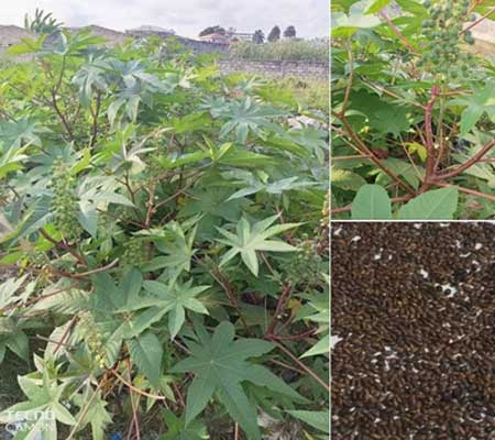 Congo Brazzaville/Culture du ricin dans le Pool. La compagnie Eni Congo veut-elle créer des tensions sociales à Mayama?