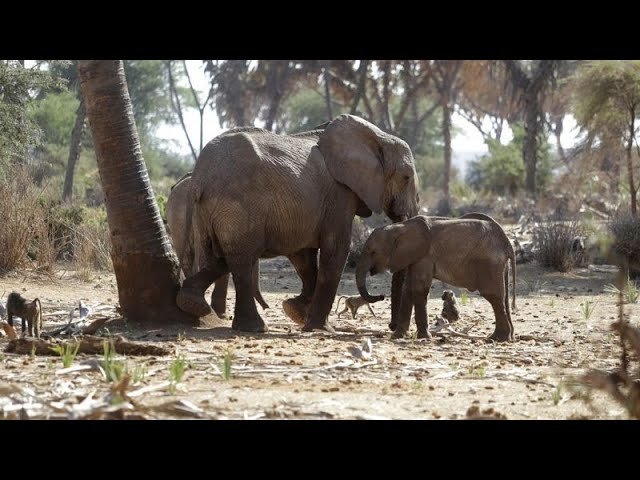Gabon : lutter contre le braconnage grâce à l’intelligence artificielle