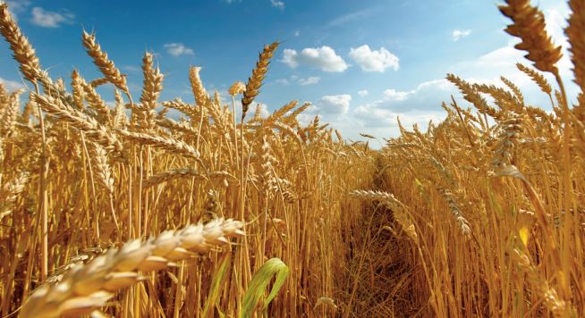 Maroc. La baisse de la production nationale fait exploser les importations de céréales en 2022