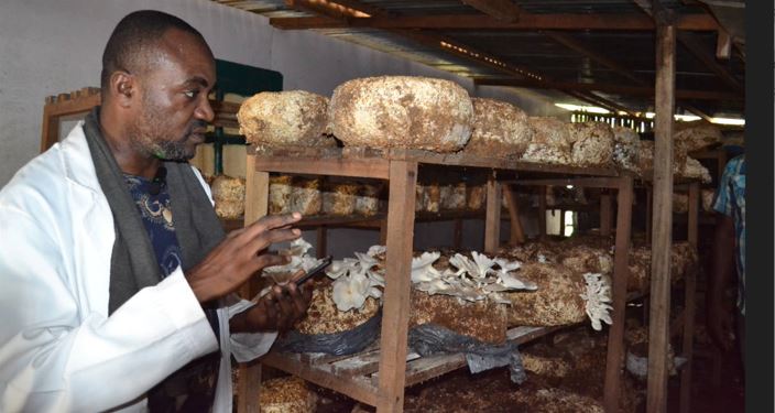 Pointe-Noire/Economie : Le biologiste Franck Gaétan Loubanou Tchibinda, producteur de champignons comestibles Pointe-Noire/Economie : Le biologiste Franck Gaétan Loubanou Tchibinda, producteur de champignons comestibles