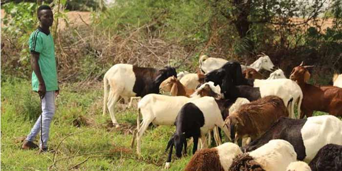 Niger : l’économie a fortement rebondi en 2022 à la faveur d’une bonne saison agricole