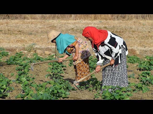 Tunisie : travailler par 50 degrés, le calvaire des agriculteurs