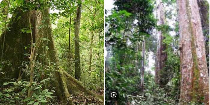 Journée mondiale des forêts : l’Afrique doit urgemment inverser la tendance d’une balance commerciale déficitaire de 65 milliards de dollars pour le bois et ses dérivés