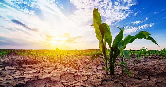 Les catastrophes naturelles ponctionnent 5% du PIB agricole mondial annuel