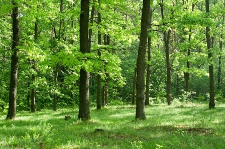 Congo. Au nom de la protection de la nature, Je salue Congo. Au nom de la protection de la nature, Je salue